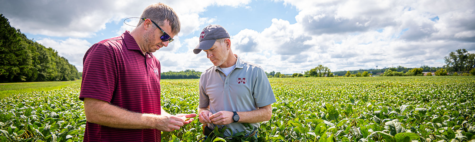 researchers looking at soybean in the field
