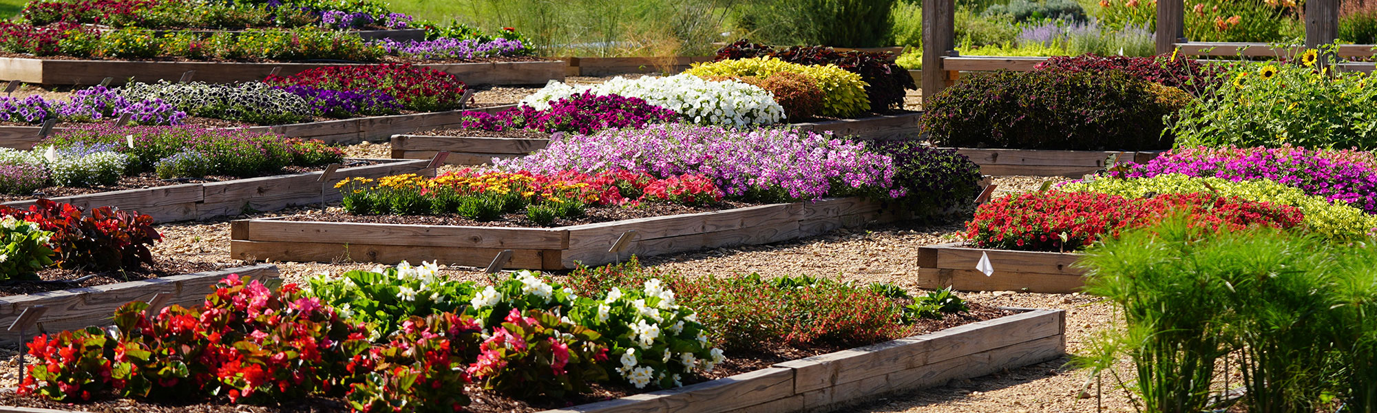 flowers in raised bed gardens