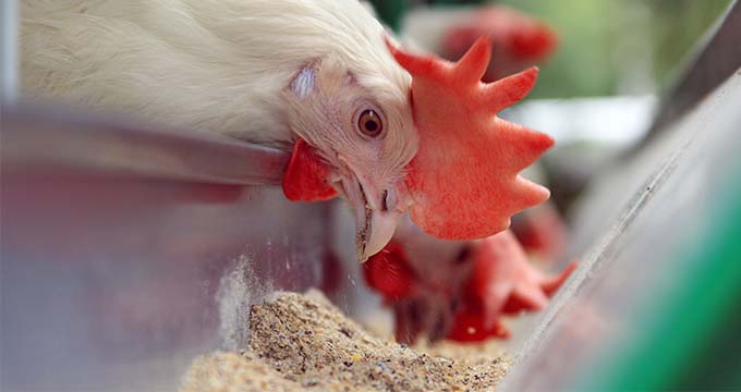 Mississippi Broilers