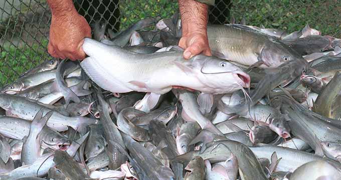 Mississippi Catfish