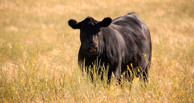 Mississippi Cattle and Calves