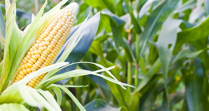 Mississippi Corn