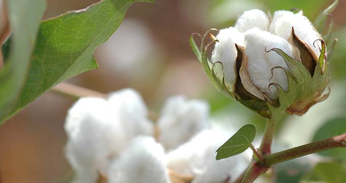 Mississippi Cotton