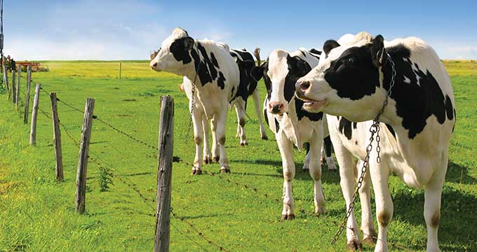 Mississippi Dairy Herds