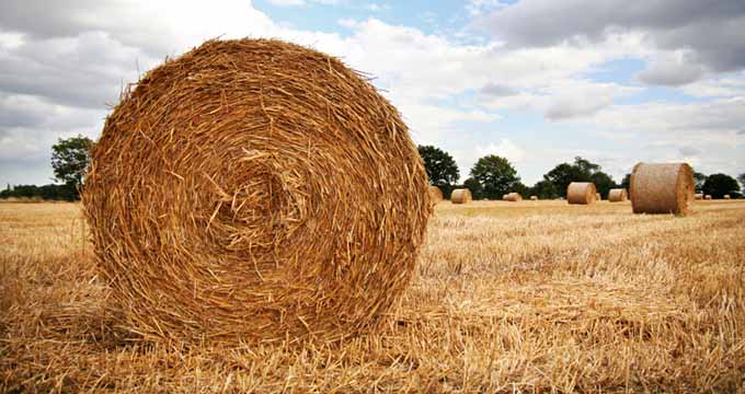 Mississippi Hay