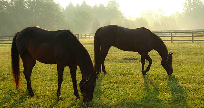 Mississippi Horses