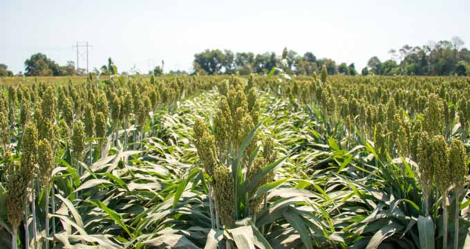 Mississippi Grain Sorghum