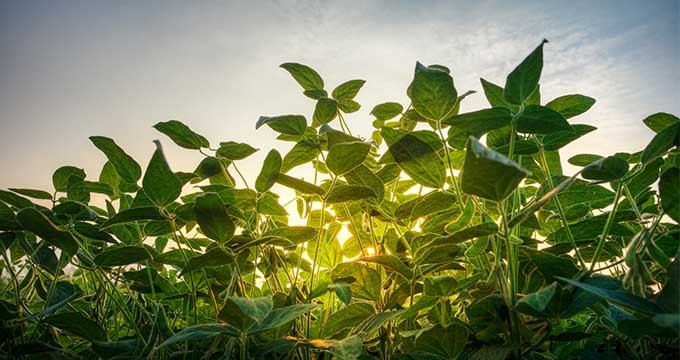 Mississippi Soybeans
