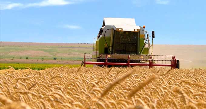Mississippi Wheat