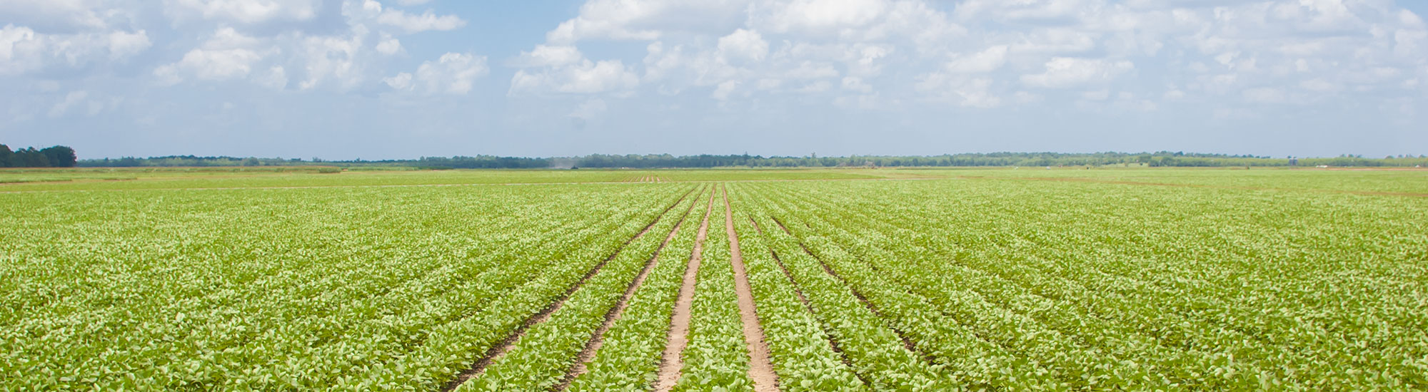 Plant Production Systems