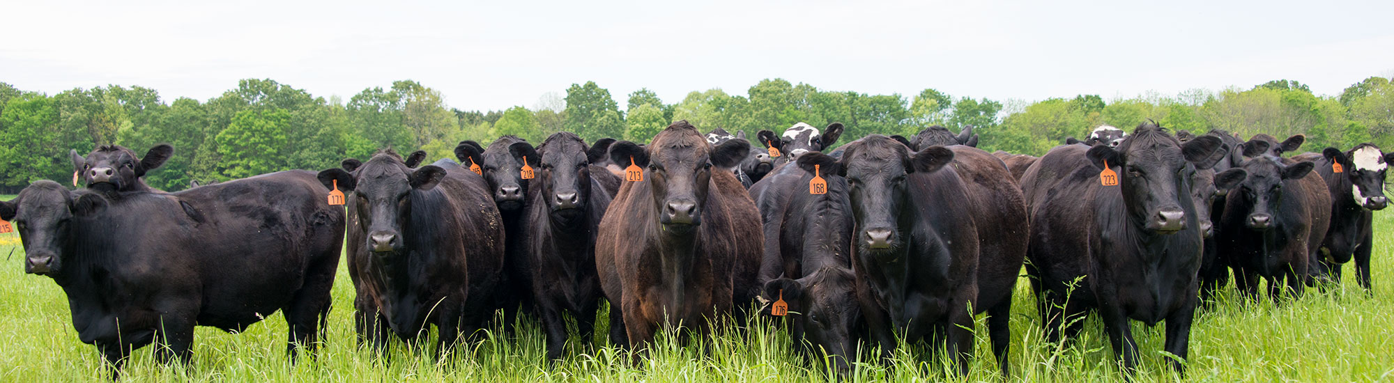 Animal Production Systems