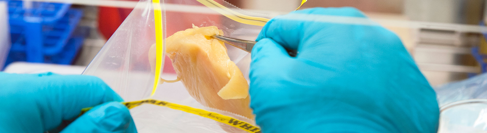 Food Safety and Quality