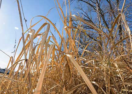 Now is the time to spot, treat cogongrass patches