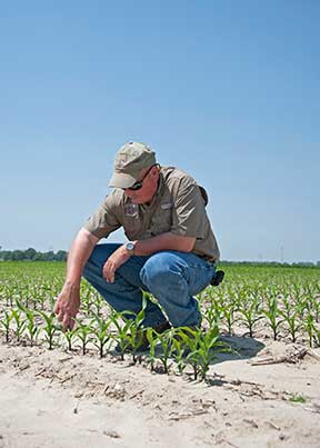 Seed treatments can reduce pest battles as crops grow