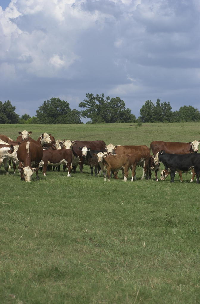 Beef Unit Field Day highlights research