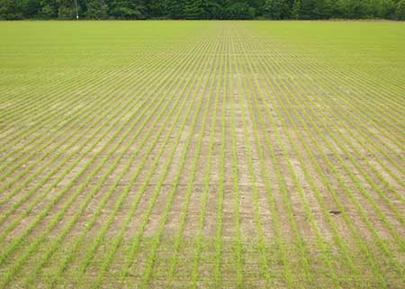 Rice planting halted by frequent rains