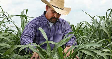 MSU forage tests help companies, producers