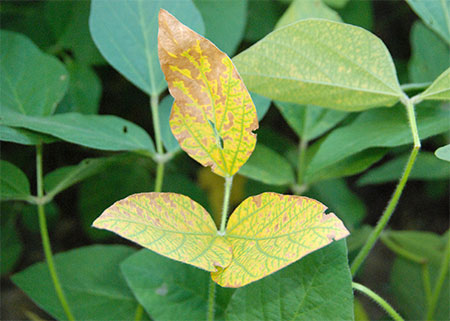 Extension, MAFES faculty identify soybean disease