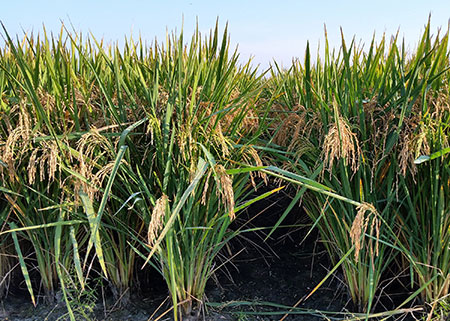 New rice variety serves niche for Mississippi rice growers