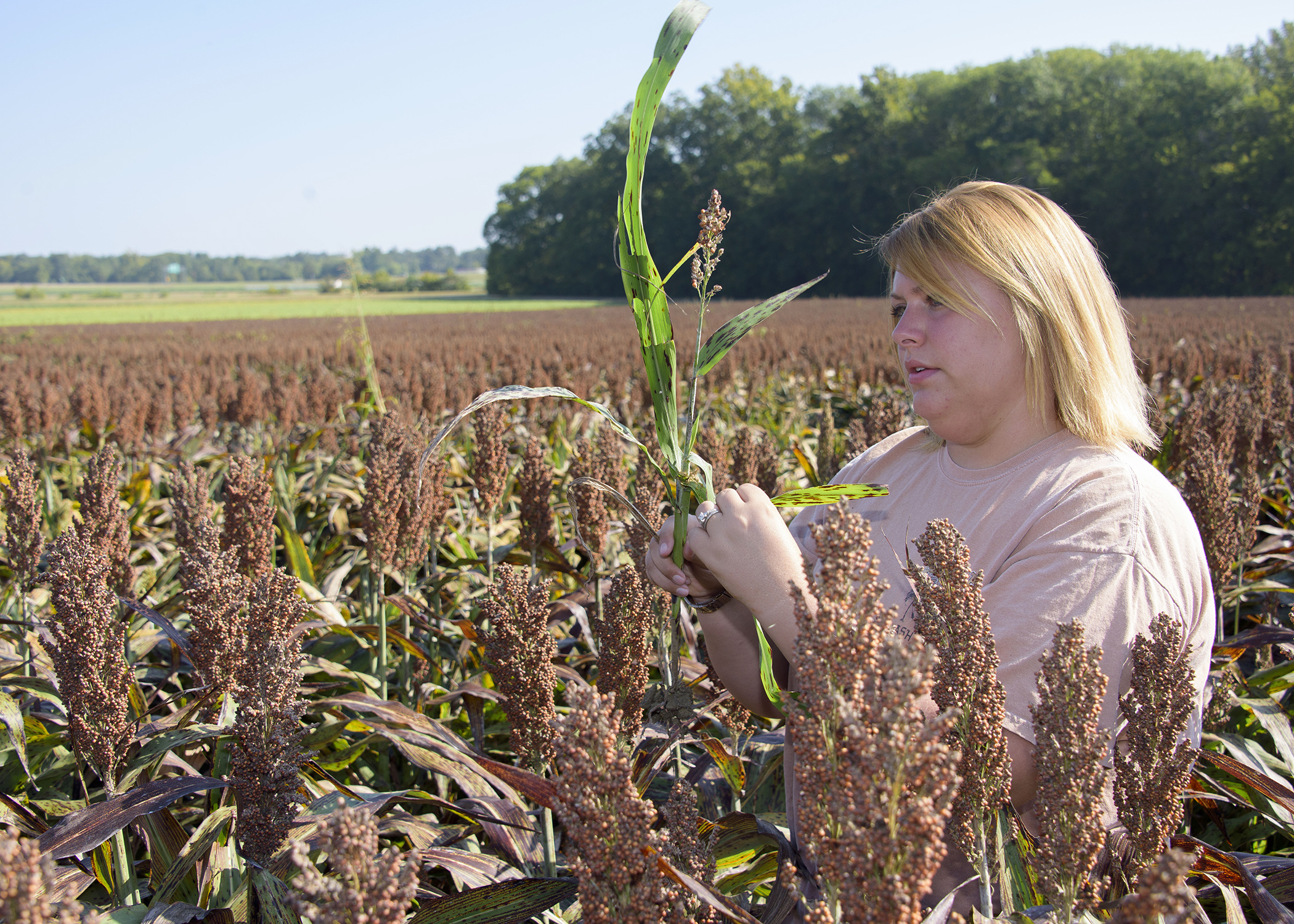 MSU sorghum research focuses on aphid control