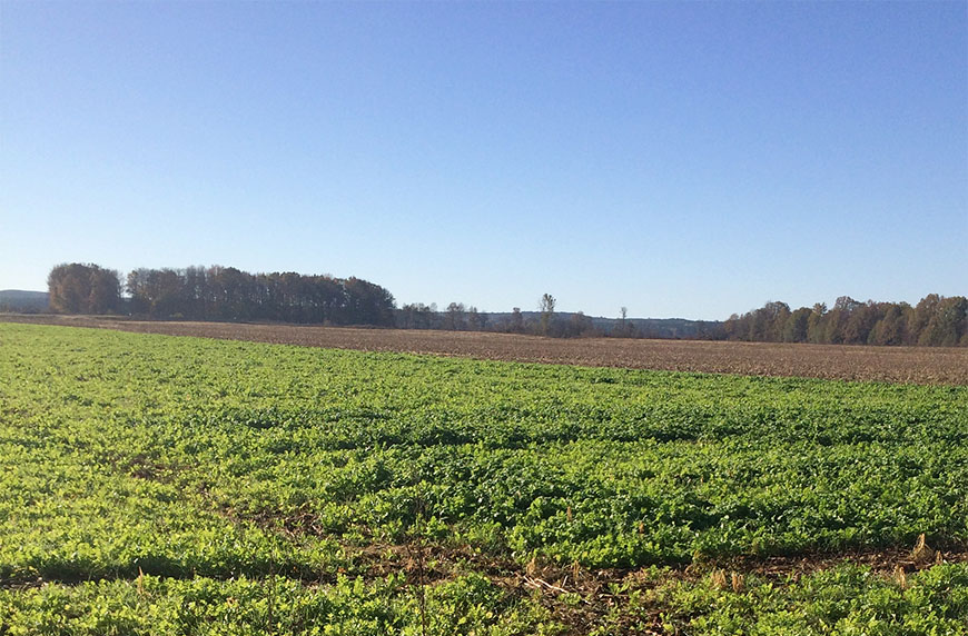 Partnership to study effects of cover crops at local farm