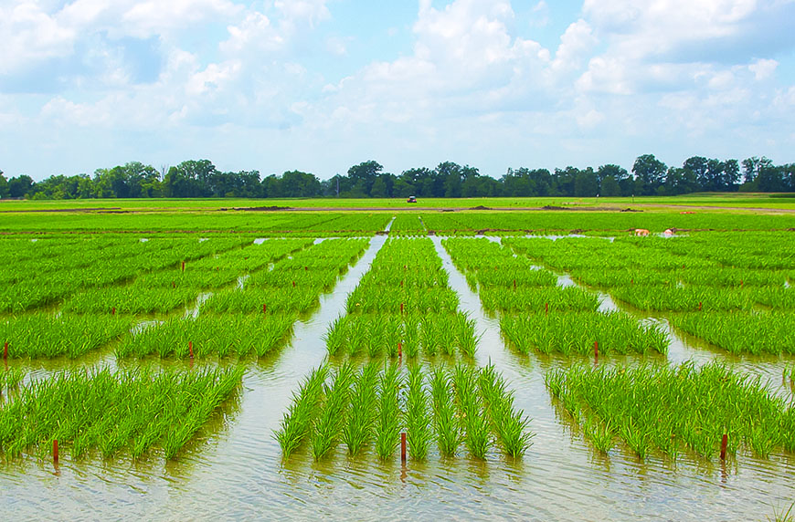 Rice growers reduce water, maintain yields