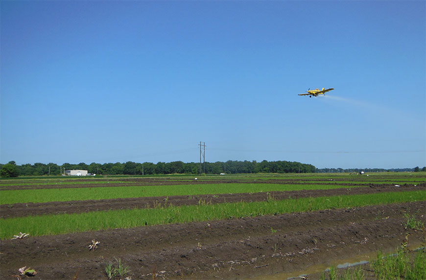 Nitrogen applied as usual in new rice growing plan