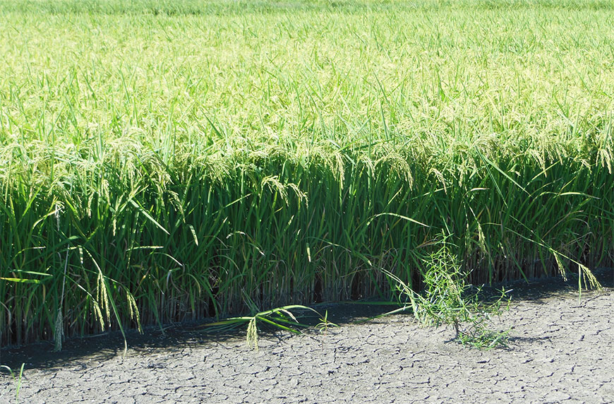 New rice growing plan uses same weed control