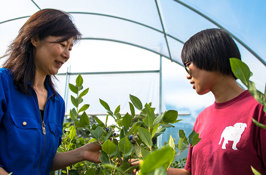 MAFES researchers at MSU work to extend blueberry season