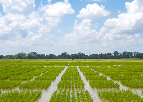 Rice producer field day set for Aug. 2