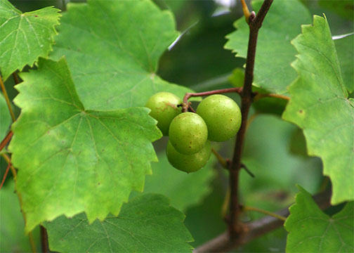 MSU offers muscadine field day on Aug. 26