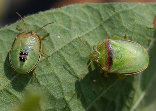 ArkLaMiss Emergency Forum on Redbanded Stink Bug