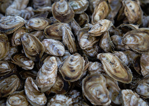 MSU study to optimize oyster resources in the state