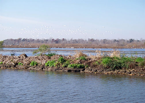 New MSU study evaluates wetland restoration efforts along Gulf of Mexico