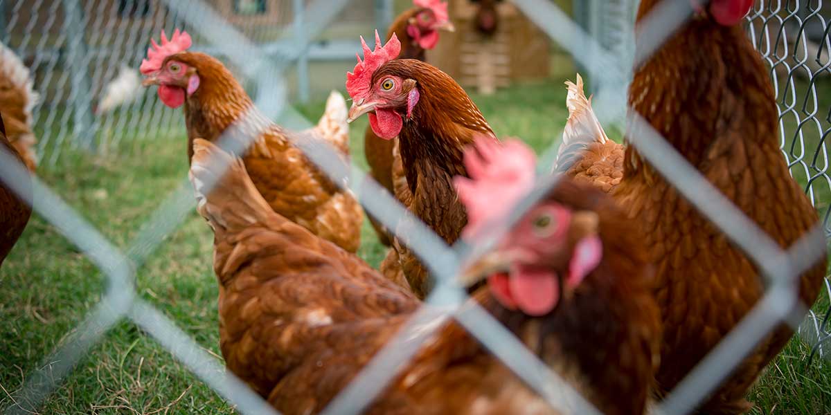 Cage-free unit added to MSU poultry department