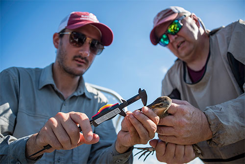 Scientists at work: Sloshing through marshes to see how birds survive hurricanes