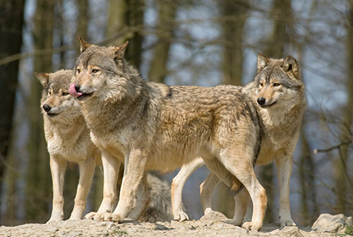 Grey Wolves