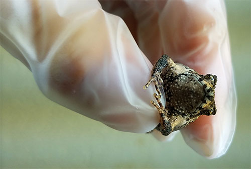 One-of-a-kind toad born through MSU pioneering technology that
