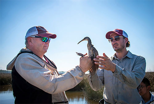 A Mississippi State researcher is co-leading a new network of more than 100 wildlife scientists and land managers from across the U.S. to monitor and aid birds along the Gulf of Mexico.