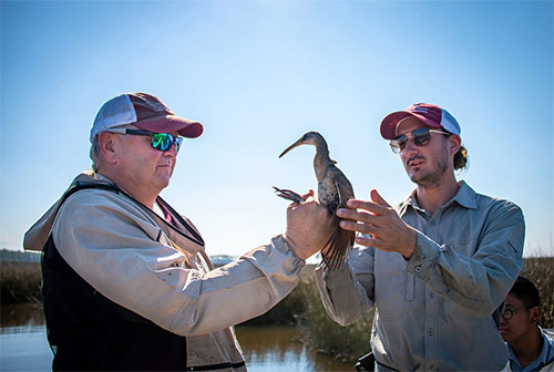 MSU partners to establish network to help coastal birds