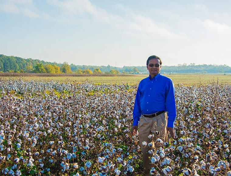 MSU scientist honored as international cotton researcher