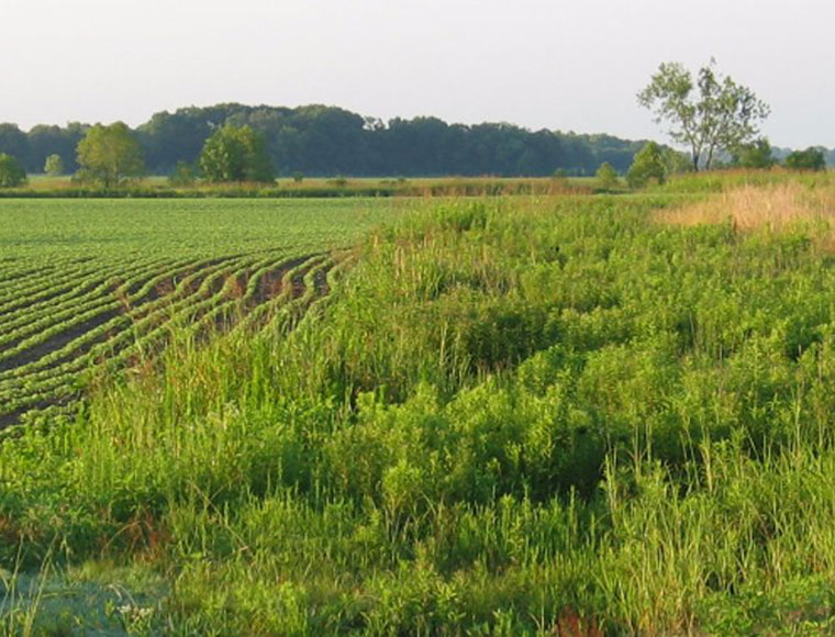 MSU's targeted conservation tool aims to improve profitability for farmers