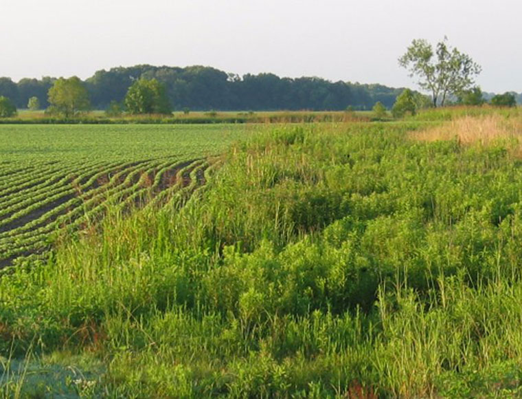 MSU's targeted conservation tool aims to improve profitability for farmers
