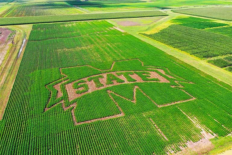 MSU ag scientists use iconic M-State spirit mark to refine precision planting research