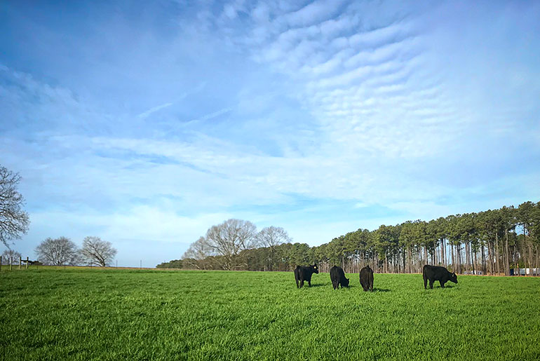 Cattle graze cover crops at the MAFES Coastal Plain Branch Experiment Station.