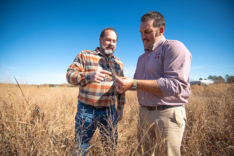 Grass developers and MSU faculty researchers Brian Baldwin and Jesse Morrison look at Robusto switchgrass growing at the MAFES R. R. Foil Plant Science Research Center at Mississippi State University.
