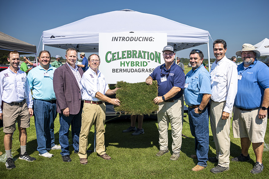 Mississippi State University releases celebration hybrid bermudagrass