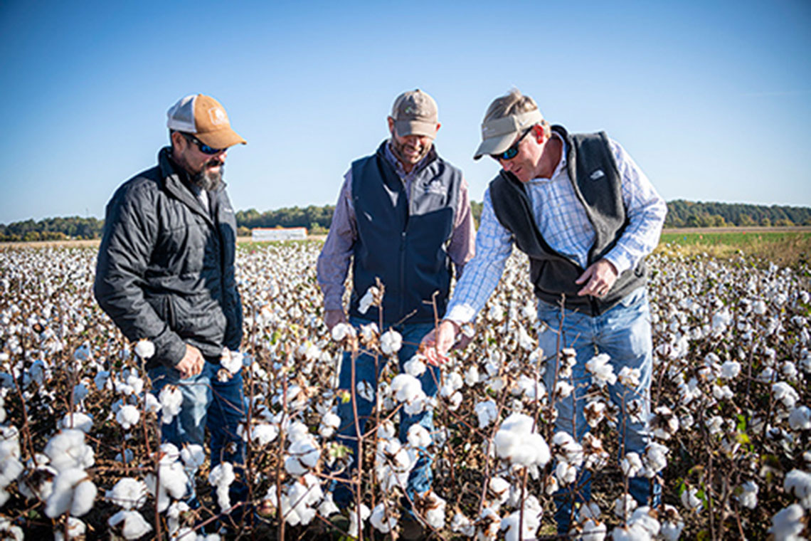 MSU faculty researchers, from left to right, Brian Pieralisi, Daniel Chesser and Wes Lowe analyze cotton in a field at the university