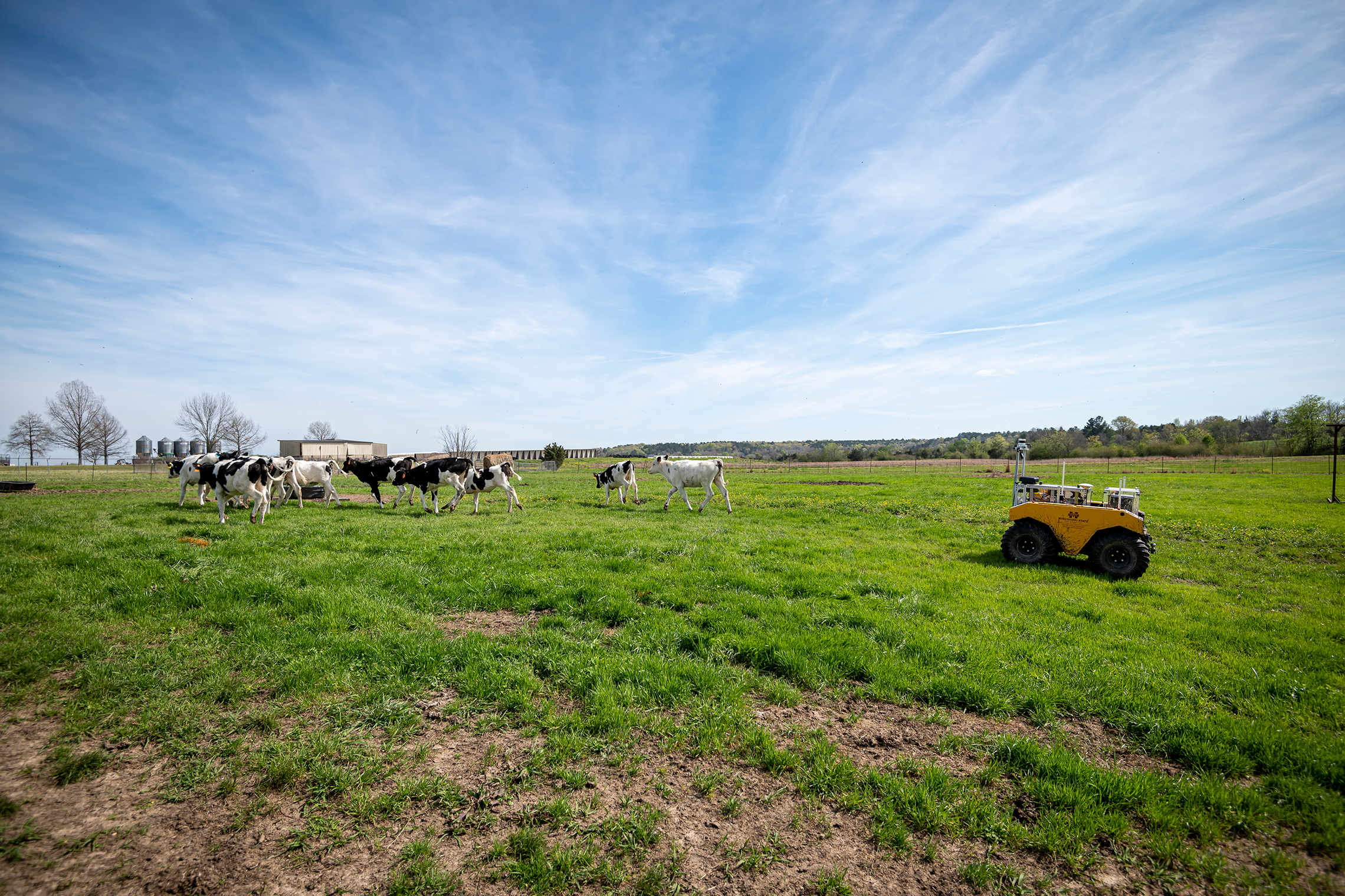 Robot Roundup: Autonomous cattle herding studied by MSU scientists may be game changer
