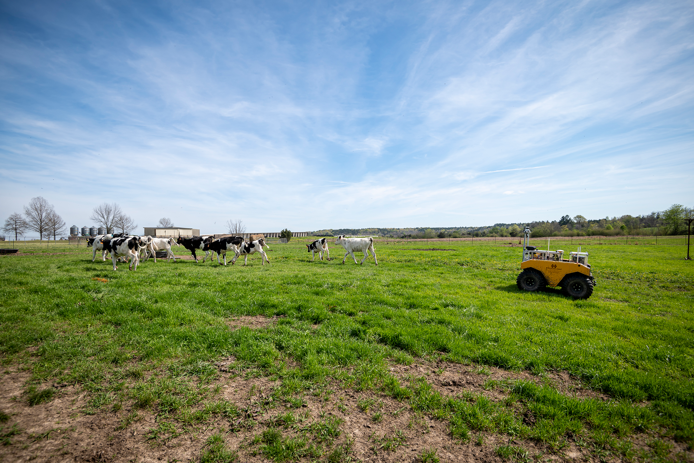 A Clearpath Robotics Warthog uncrewed ground vehicle equipped with cameras and sensors herds dairy cows at MSU